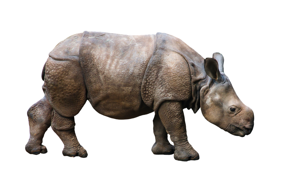 Image of a rhinosaurus
