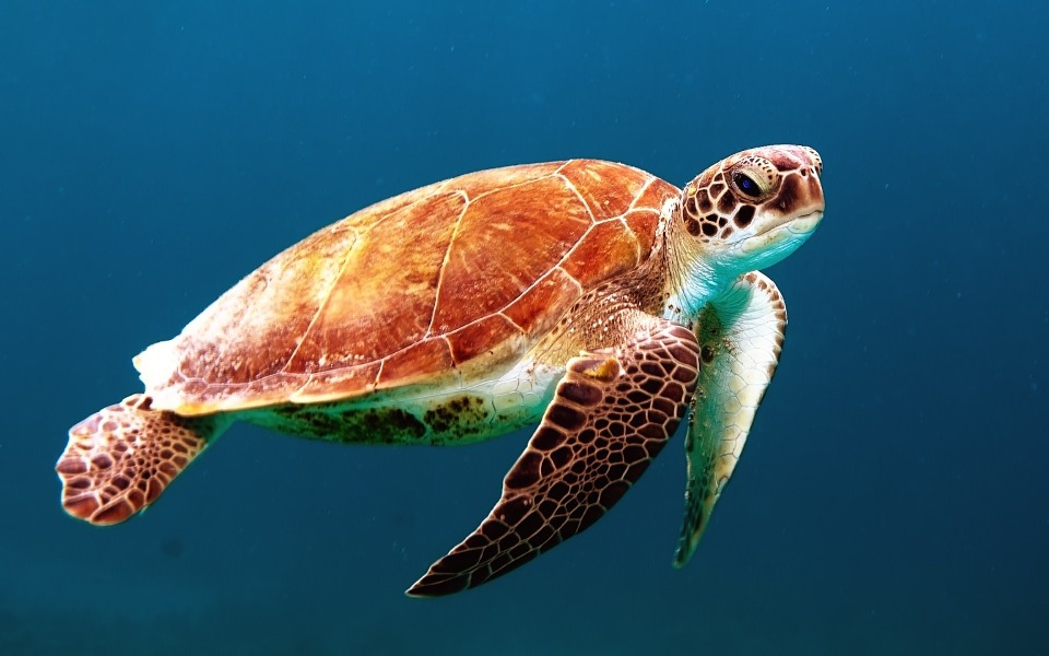 Picture of a turtle