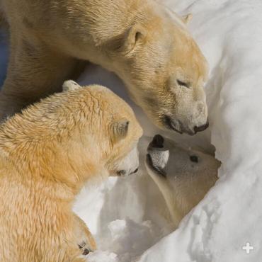 3 Polar Bears